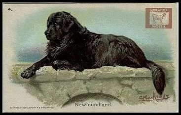 4 Newfoundland